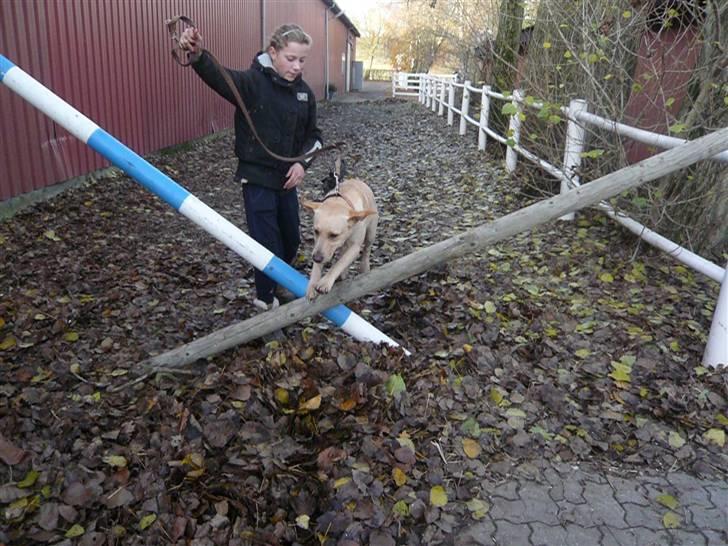 Skovvang Rideklub - D. 15 November +09 billede 6