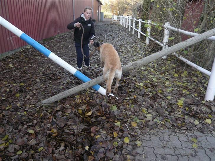 Skovvang Rideklub - D. 15 November +09 billede 8