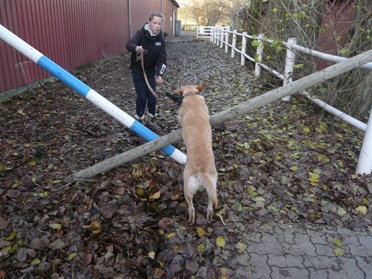 Skovvang Rideklub - D. 15 November +09 billede 9