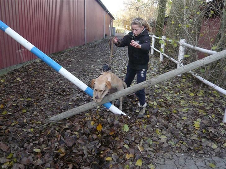 Skovvang Rideklub - D. 15 November +09 billede 10