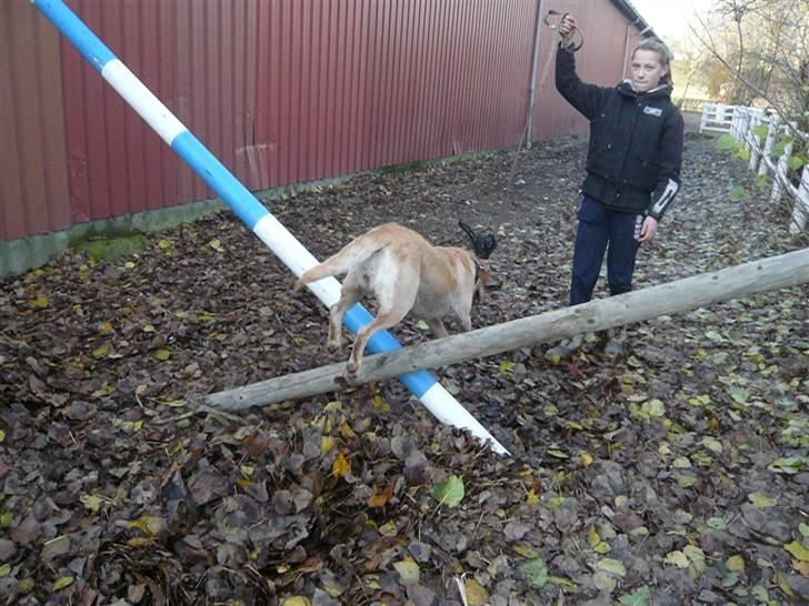 Skovvang Rideklub - D. 15 November +09 billede 11