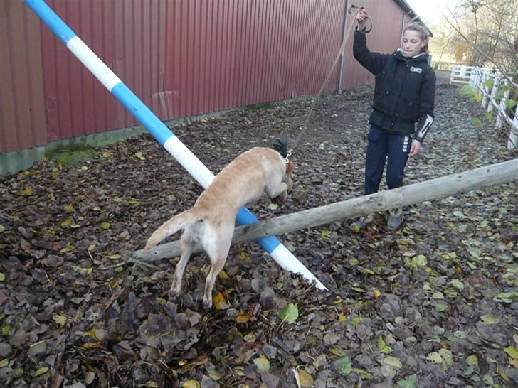 Skovvang Rideklub - D. 15 November +09 billede 12