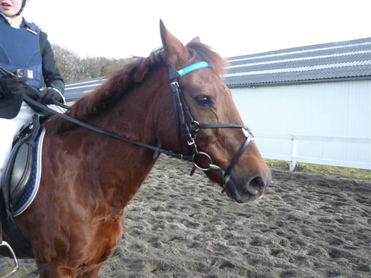 Skovvang Rideklub - D. 15 November +09 billede 30