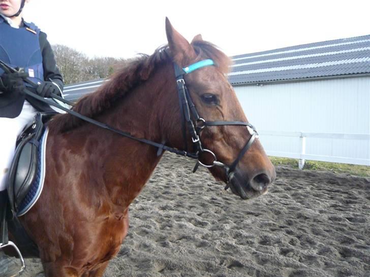 Skovvang Rideklub - D. 15 November +09 billede 31