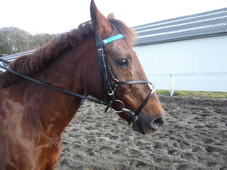 Skovvang Rideklub - D. 15 November +09 billede 32