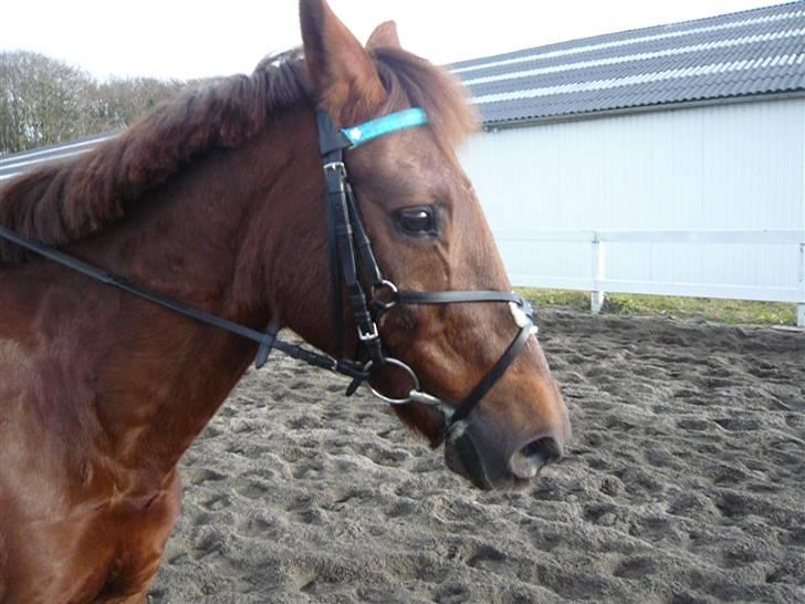 Skovvang Rideklub - D. 15 November +09 billede 33