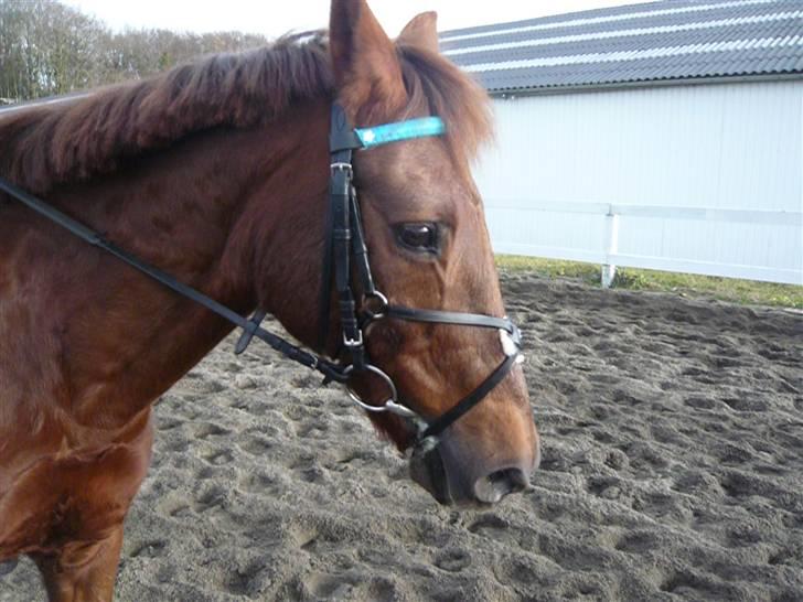 Skovvang Rideklub - D. 15 November +09 billede 34