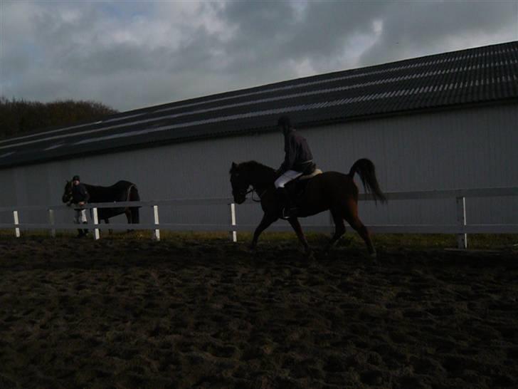 Skovvang Rideklub - D. 15 November +09 billede 35