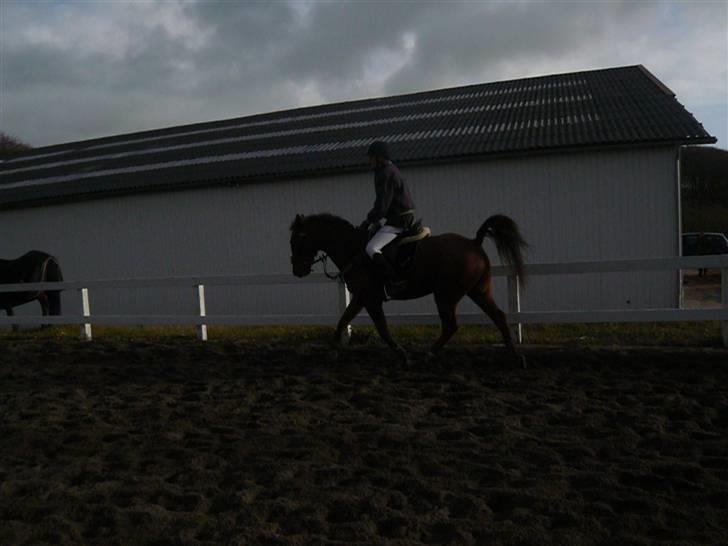 Skovvang Rideklub - D. 15 November +09 billede 36