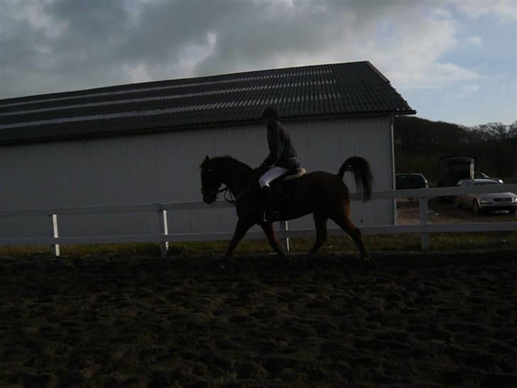 Skovvang Rideklub - D. 15 November +09 billede 37