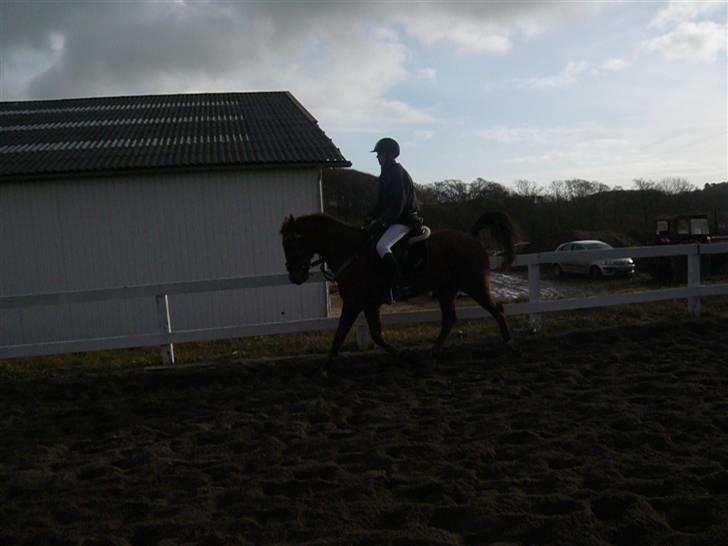 Skovvang Rideklub - D. 15 November +09 billede 39