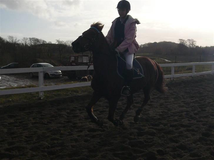 Skovvang Rideklub - D. 15 November +09 billede 68