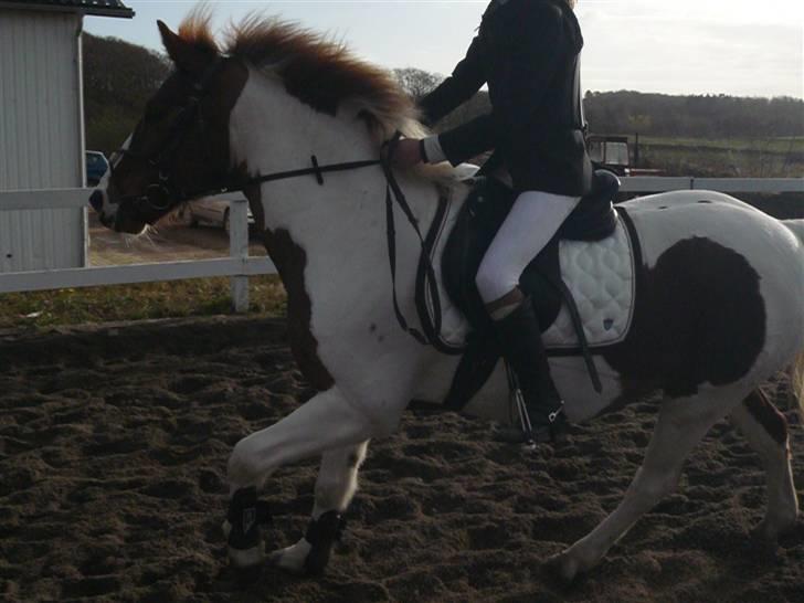 Skovvang Rideklub - D. 15 November +09 billede 69