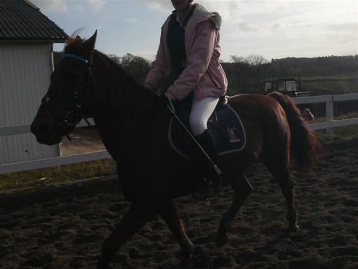 Skovvang Rideklub - D. 15 November +09 billede 71