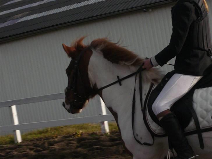 Skovvang Rideklub - D. 15 November +09 billede 76