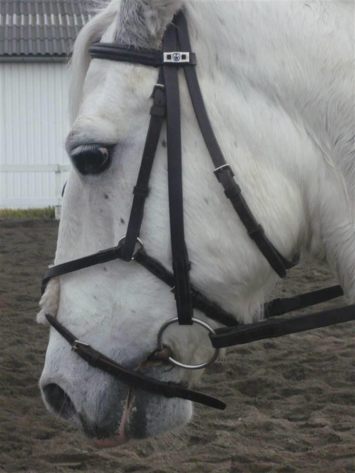 Skovvang Rideklub - D. 15 November +09 billede 79