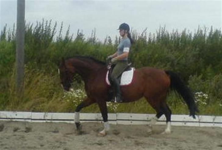 Bækgårdens Hayway - Dressur billede 5