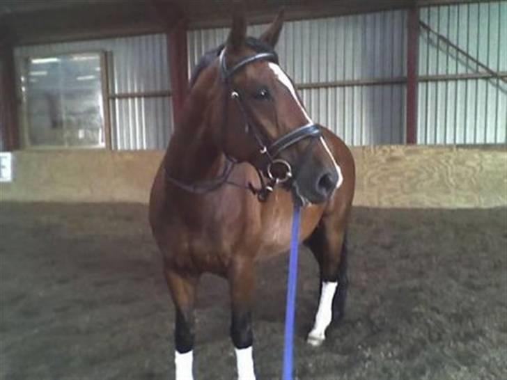 Bækgårdens Hayway - Et billede fra dengang jeg næsten lige havde fået hende billede 7