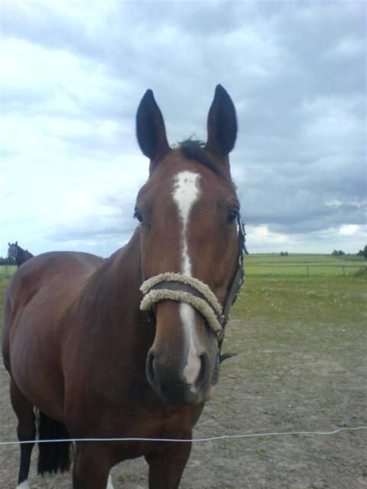 Bækgårdens Hayway - Den er da søøød billede 8