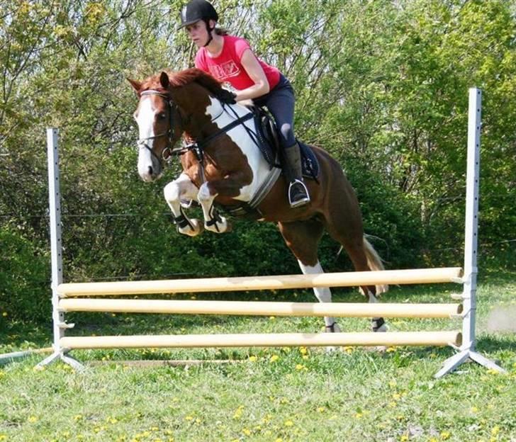 Solgte ponyer/heste fra Stutteri Højgård som jeg har redet - Kentucky Højgård

Far: Soul Charfilo PIH 27
En pinto/DSP vallak.
Født: 2003 ; Stg: 140cm
Han er i juli 2007 solgt til Anne Sofie Brandt, som forhåbentlig får meget glæde af ham. billede 4