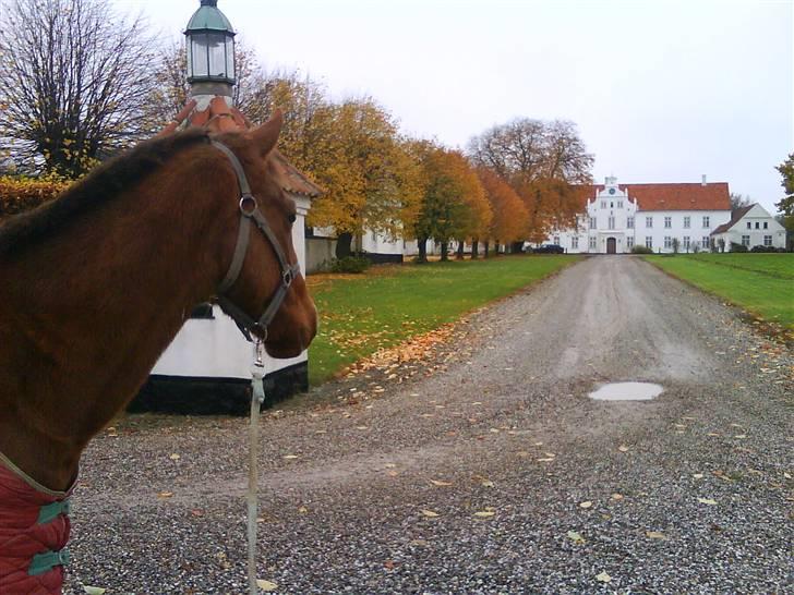 Vosnæs gård/Gods billede 84