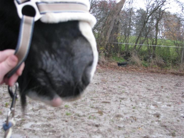 Ringorm/svampeinfektion - 8. november .. tørre og hårløse områder med små skorper på huden billede 1