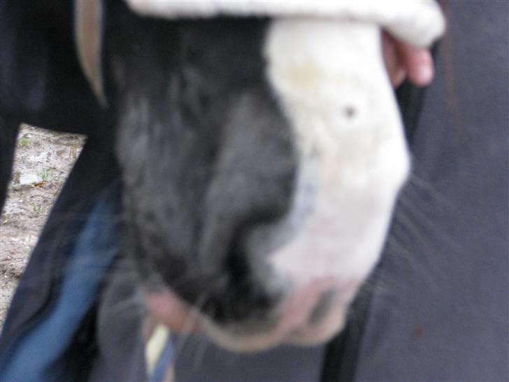 Ringorm/svampeinfektion - 8. november .. tørre og hårløse områder med små skorper på huden billede 2