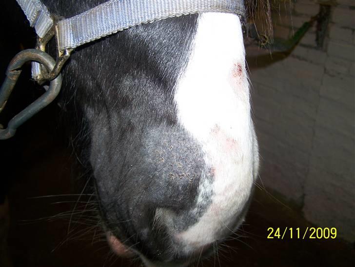 Ringorm/svampeinfektion - 25. november .. endelig ved at være lidt i bedring .. han krader sig ikke længere til blods og de hår/hudløse områder er ved at heale billede 3