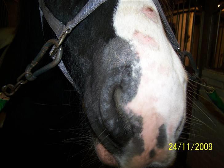 Ringorm/svampeinfektion - 25. november .. endelig ved at være lidt i bedring .. han krader sig ikke længere til blods og de hår/hudløse områder er ved at heale billede 4