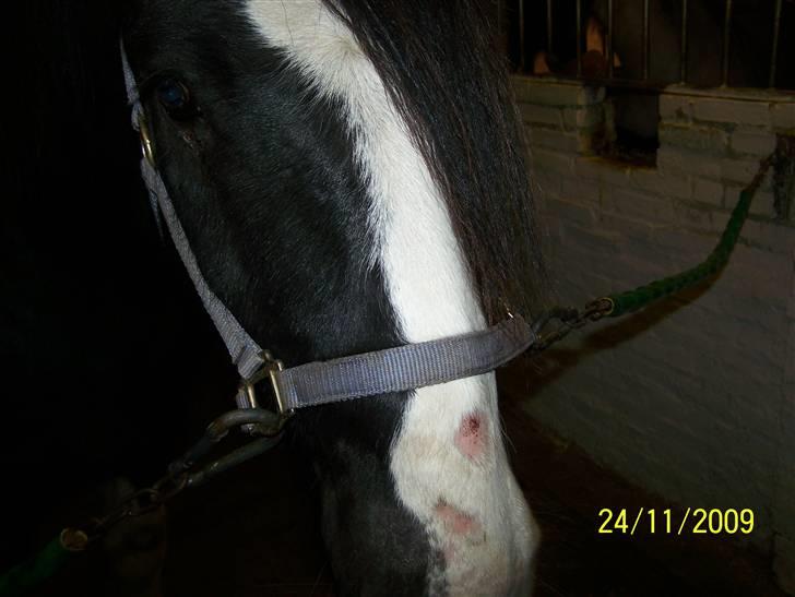 Ringorm/svampeinfektion - 25. november .. endelig ved at være lidt i bedring .. han krader sig ikke længere til blods og de hår/hudløse områder er ved at heale billede 5