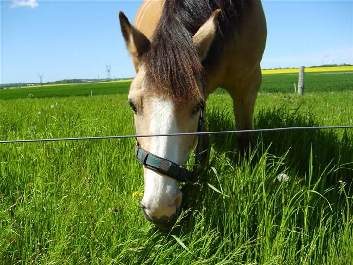 Marong<3(: - På sommergræs 2006<3. billede 7
