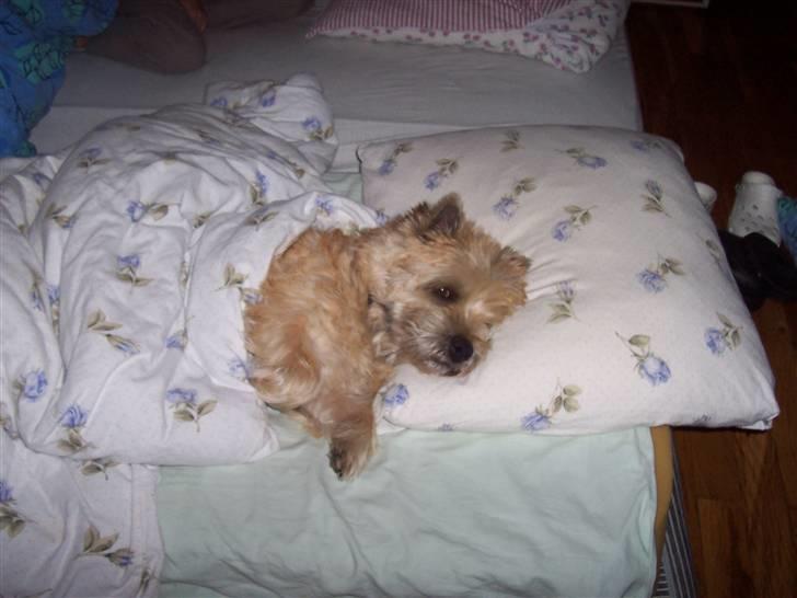 Miin hund Rollo billede 1