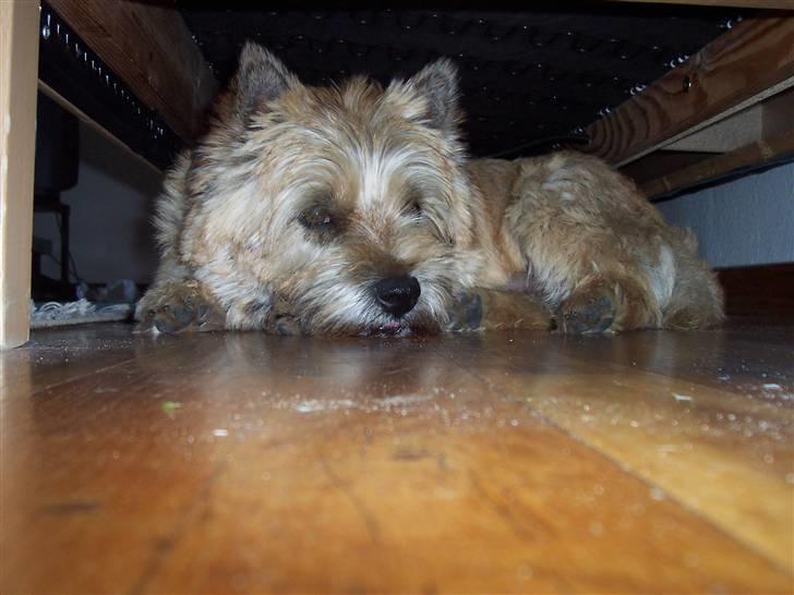 Miin hund Rollo billede 2