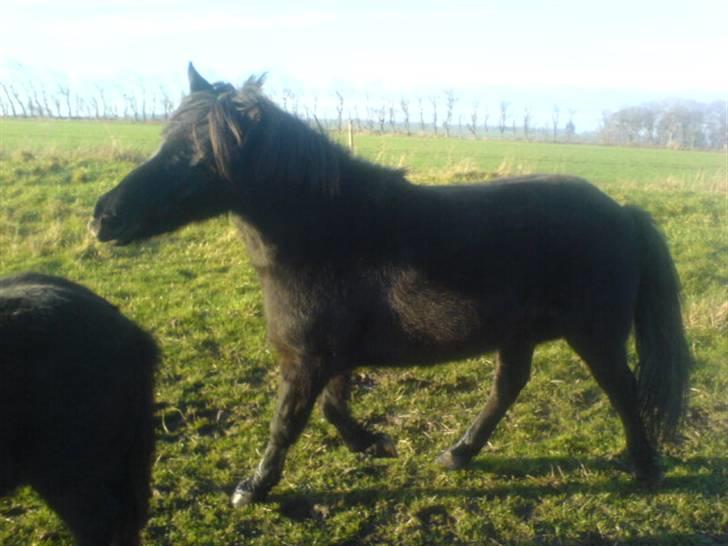 En dag jeg tog billeder af hestene på folden ( lidt løbe billeder ) billede 1