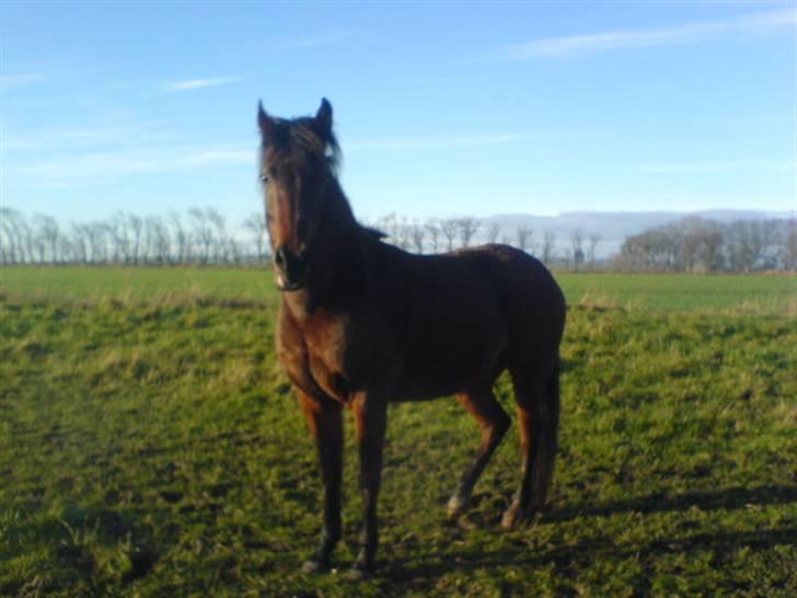 En dag jeg tog billeder af hestene på folden ( lidt løbe billeder ) billede 2