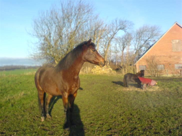 En dag jeg tog billeder af hestene på folden ( lidt løbe billeder ) billede 3