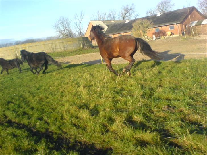 En dag jeg tog billeder af hestene på folden ( lidt løbe billeder ) billede 4