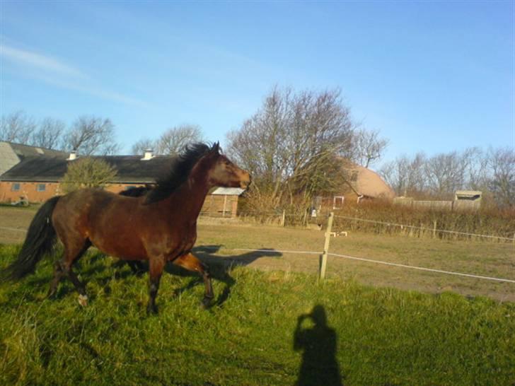 En dag jeg tog billeder af hestene på folden ( lidt løbe billeder ) billede 5