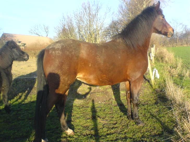 En dag jeg tog billeder af hestene på folden ( lidt løbe billeder ) billede 6
