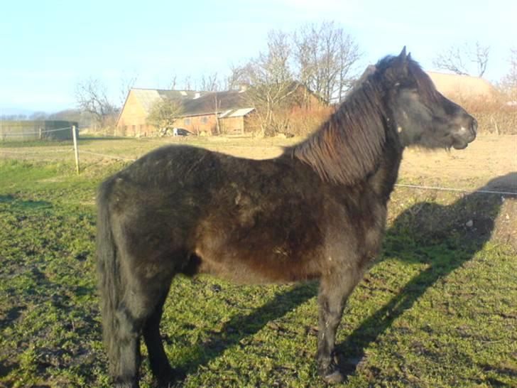 En dag jeg tog billeder af hestene på folden ( lidt løbe billeder ) billede 7