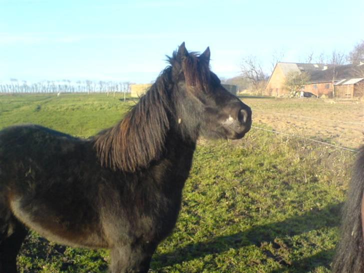 En dag jeg tog billeder af hestene på folden ( lidt løbe billeder ) billede 8