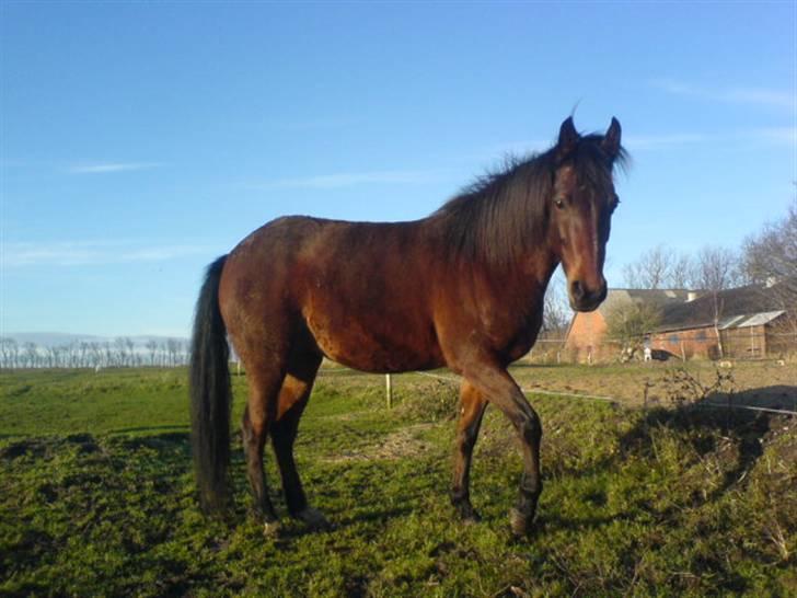 En dag jeg tog billeder af hestene på folden ( lidt løbe billeder ) billede 9