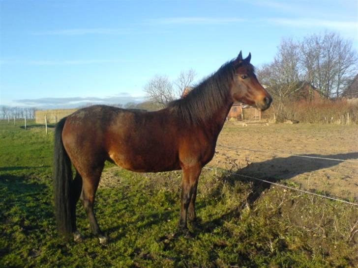 En dag jeg tog billeder af hestene på folden ( lidt løbe billeder ) billede 10