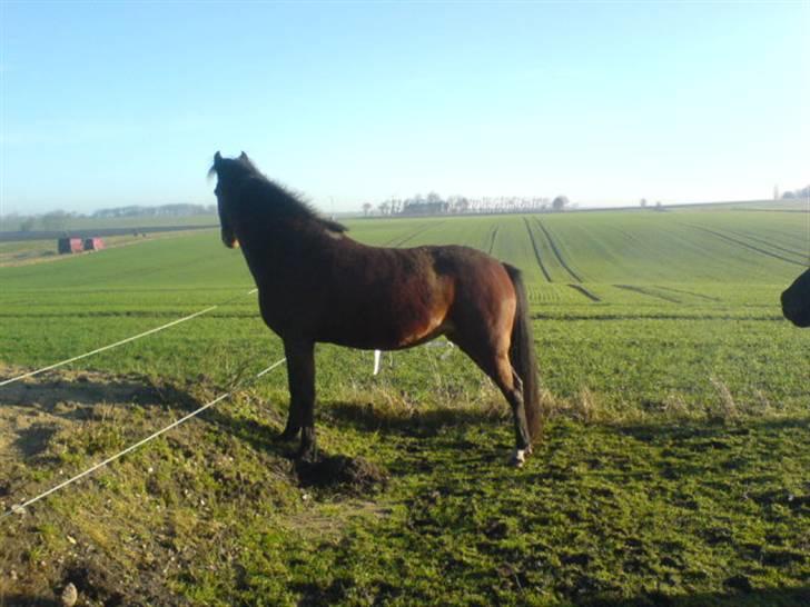 En dag jeg tog billeder af hestene på folden ( lidt løbe billeder ) billede 11