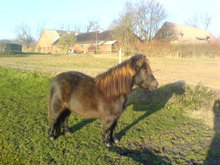 En dag jeg tog billeder af hestene på folden ( lidt løbe billeder ) billede 12