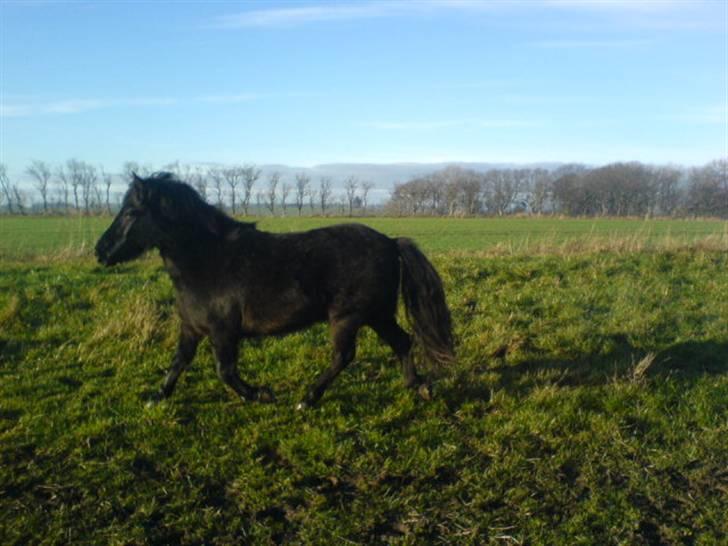En dag jeg tog billeder af hestene på folden ( lidt løbe billeder ) billede 13