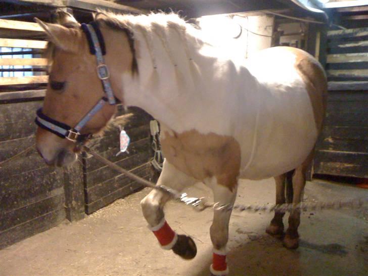 Julehygge på blis Rideklub - Sådan startede hun med at se ud:) billede 1