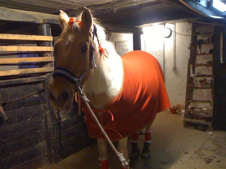 Julehygge på blis Rideklub - Så kom der stille og roligt mer og mer udstyr på hende:P billede 3