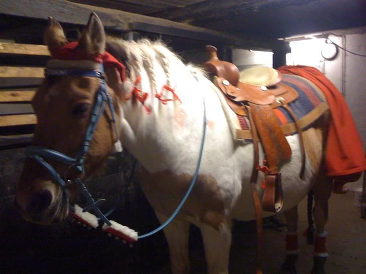 Julehygge på blis Rideklub - Og sådan så hun ud da jeg var færdig med hende;)<3
Og den 24 Dec skal hun igen se sådan ud:D billede 5