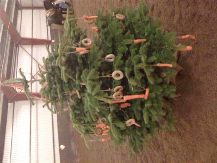 Julehygge på blis Rideklub - Hestene fik lov til at æde af træet til sidst:) billede 9